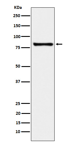 1 - MARK3 Antibody AP92101