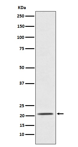 1 - Placental Protein 14 / PAEP Antibody AP92170