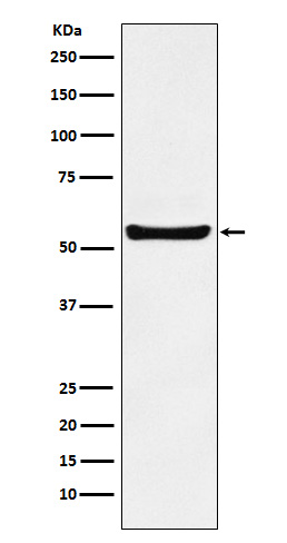 1 - PAR2 Antibody AP92299