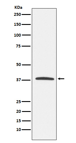 1 - KLRG1 Antibody AP92368