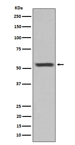 1 - Cytokeratin 12 Antibody AP92635