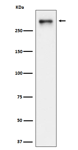 1 - USP24 Antibody AP92687