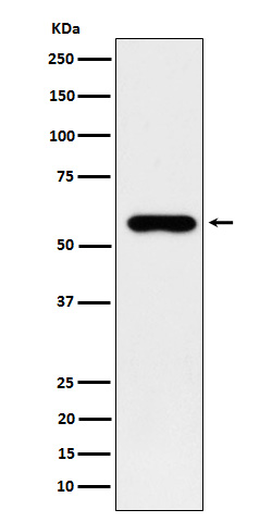 1 - SUOX Antibody AP92696
