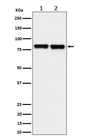1 - PKC delta + PKC theta Antibody AP93181