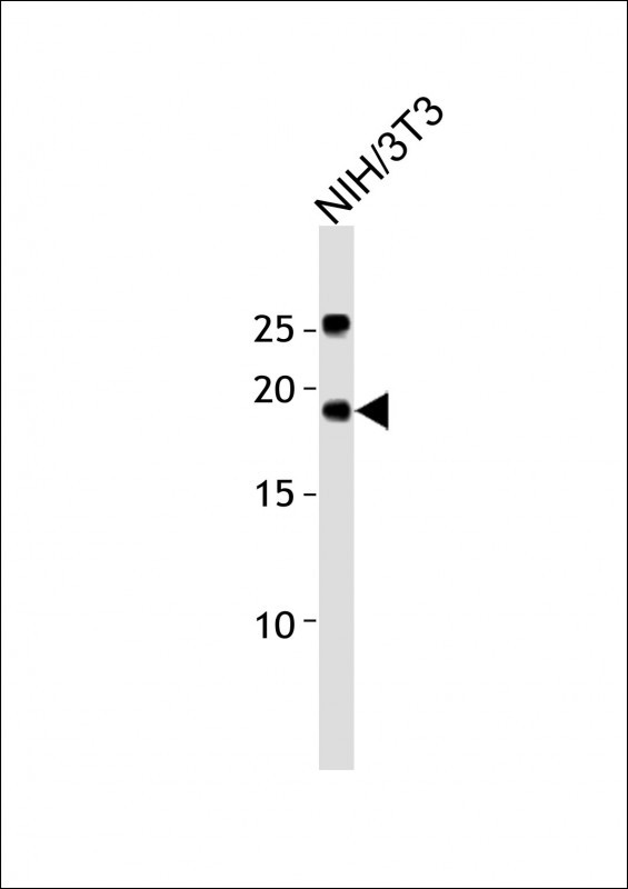 1 - ATP6V0C Antibody (C-term) AP10470b