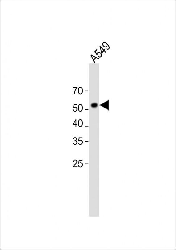 1 - TSNARE1 Antibody (C-term) AP11310b