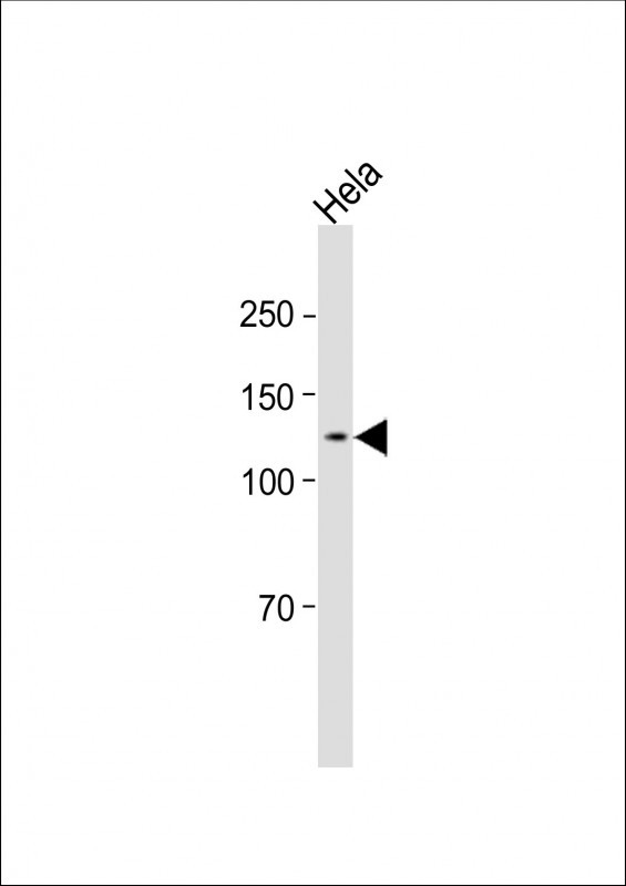 1 - MAN2A2 Antibody (Center) AP12501c