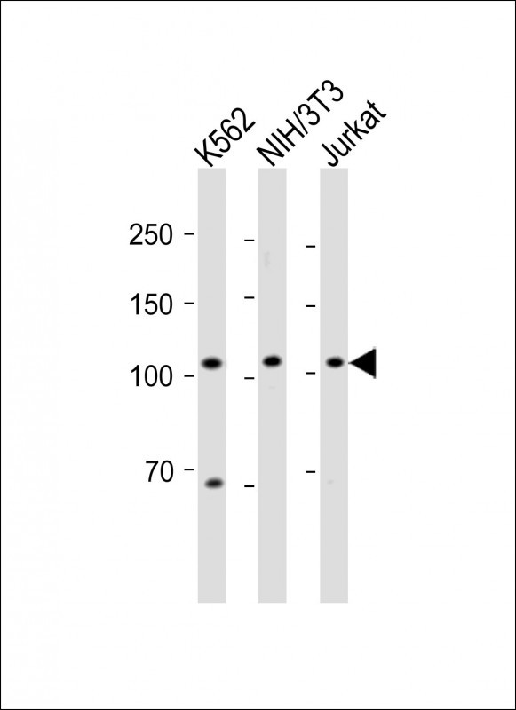 1 - EIF3CL Antibody (N-term) AP12609a