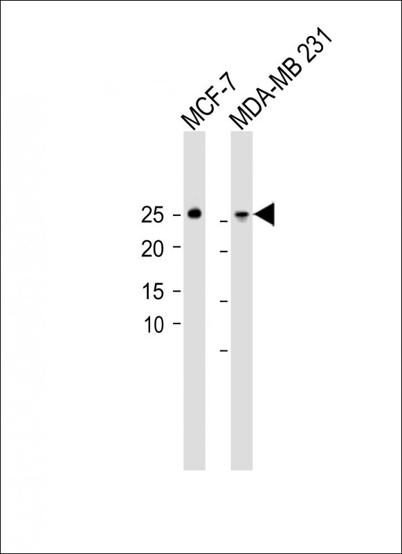 1 - DULLARD Antibody (Center) AP12805c