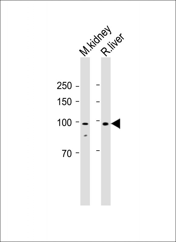 1 - EIF2C2 Antibody (N-term) AP1903a