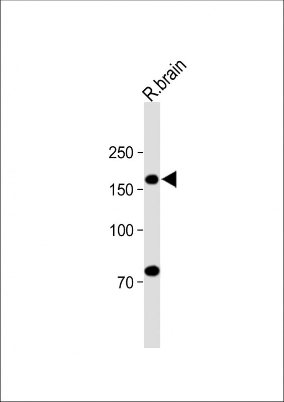 1 - RAPGEF2 Antibody (C-term) AP21443b