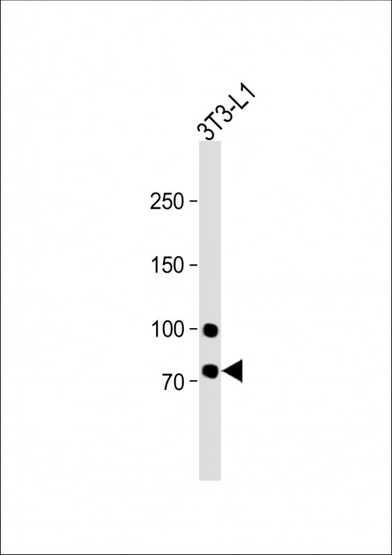 1 - MYBL2 Antibody (C-Term) AP21853b