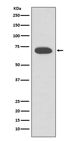 5 - mCherry-tag Mouse mAb AP90061