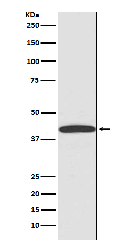 1 - mCherry-tag Mouse mAb AP90061