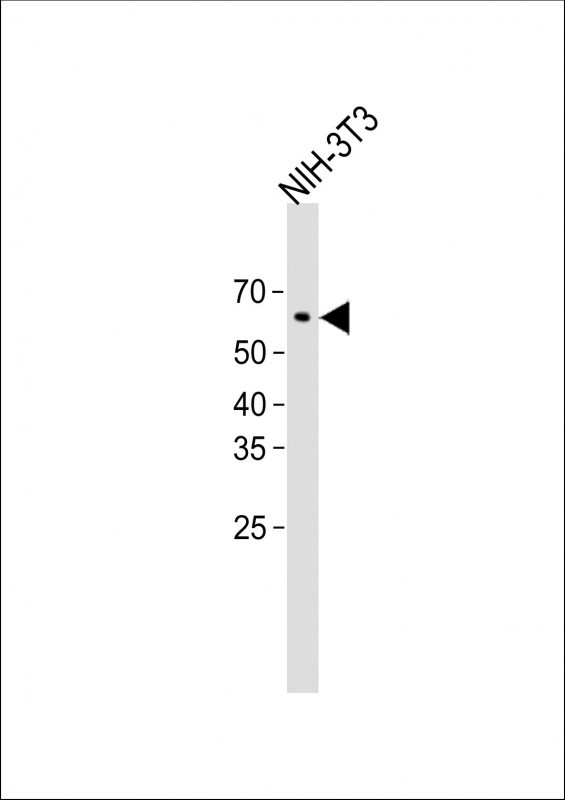 1 - Glypican-1 Antibody (N-term) AP9163A