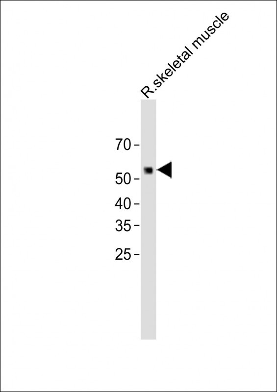 1 - SPNS3 Antibody (C-term) AP12683b