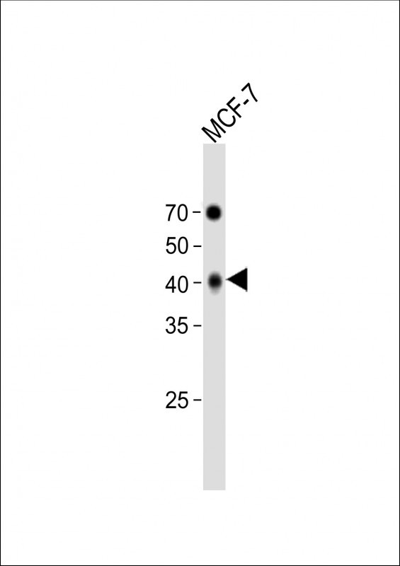 1 - GPR81 Antibody (C-term) AP16232b