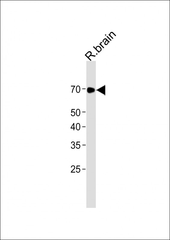 1 - LINGO-1 Antibody AP22457a