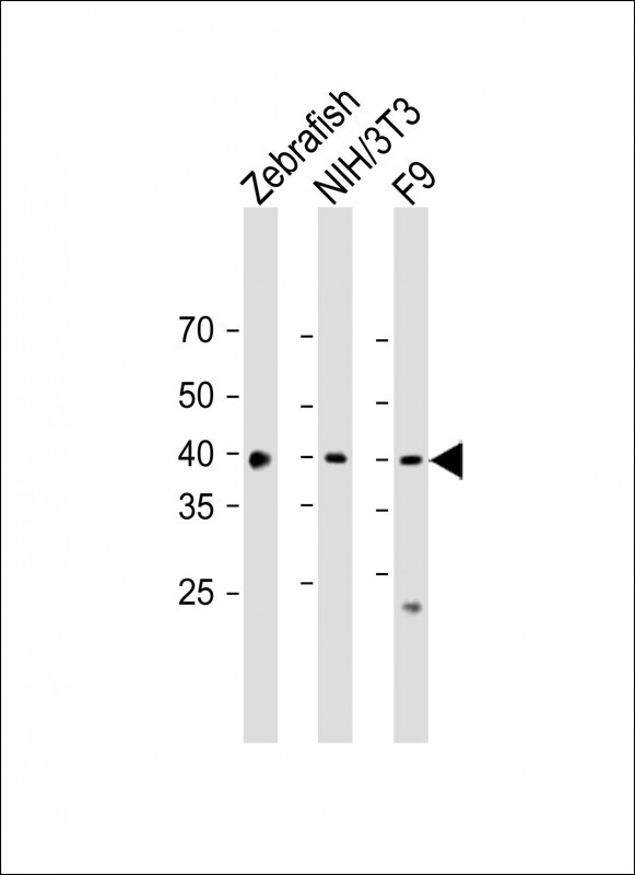 1 - Zebrafish Pax9 Antibody (N-term) AZb11580a