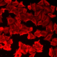 3 - Anti-FABP6 Antibody AP93283