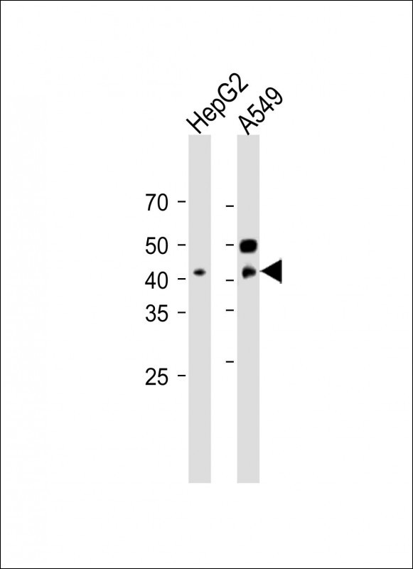 1 - NEU2 Antibody (N-term) AP12189A