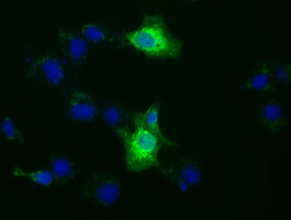 2 - XPNPEP1 (4E17) Mouse Monoclonal antibody AP93295