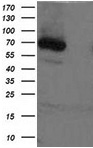 2 - XPNPEP1 (4E17) Mouse Monoclonal antibody AP93295