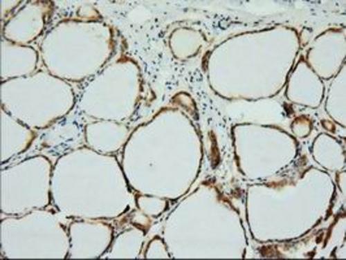 13 - XPNPEP1 (4E17) Mouse Monoclonal antibody AP93295