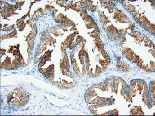 14 - XPNPEP1 (4E17) Mouse Monoclonal antibody AP93295