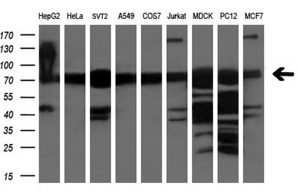 1 - XPNPEP1 (4E17) Mouse Monoclonal antibody AP93295