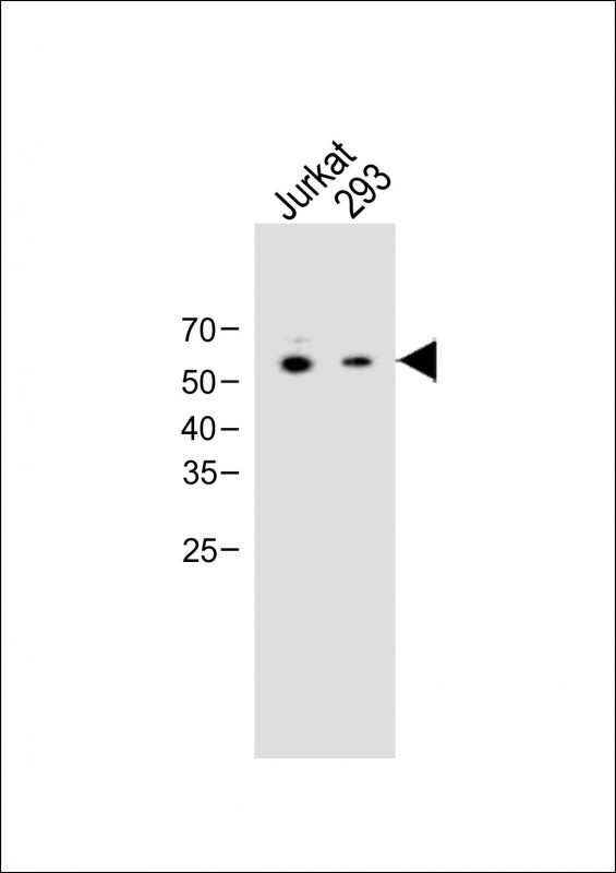1 - EPOR Antibody (Center) AP16681c