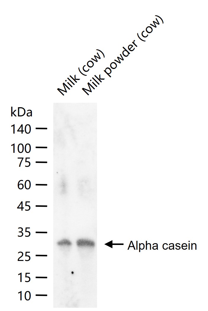 1 - Alpha casein Rabbit pAb AP94169