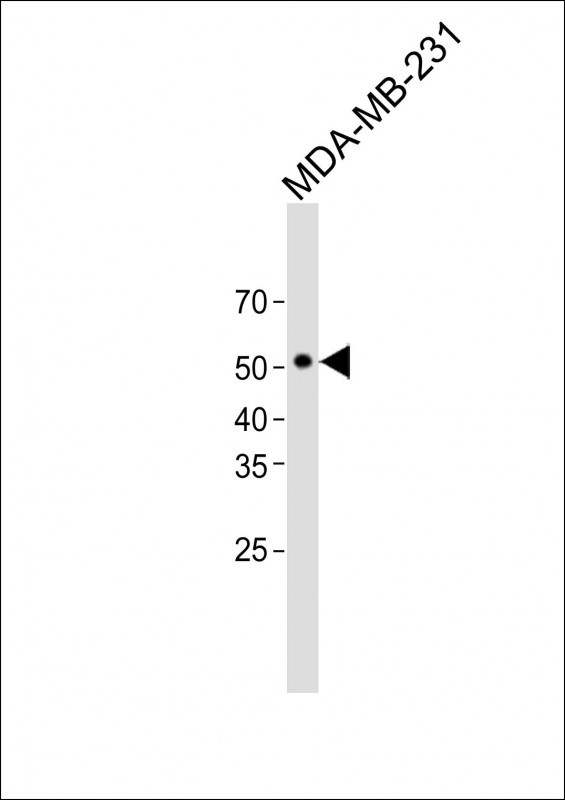1 - TOX2 Antibody(Center) AP19478c