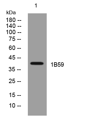 1 - 1B59 Rabbit Polyclonal Antibody AP93309