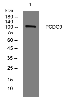 1 - PCDG9 Rabbit Polyclonal Antibody AP93310