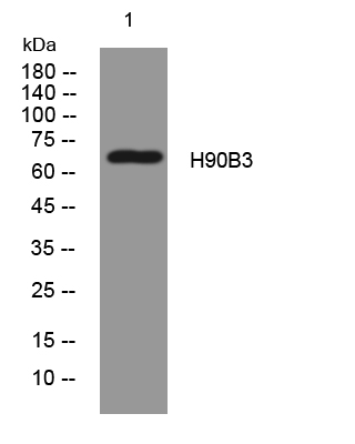 1 - H90B3 Rabbit Polyclonal Antibody AP93311