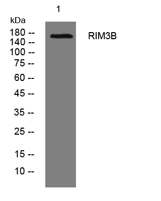 1 - RIM3B Rabbit Polyclonal Antibody AP93312