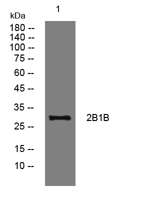 1 - 2B1B Rabbit Polyclonal Antibody AP93314