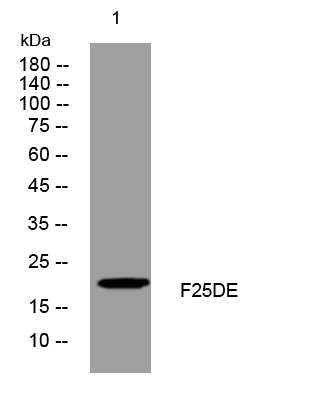 1 - F25DE Rabbit Polyclonal Antibody AP93315
