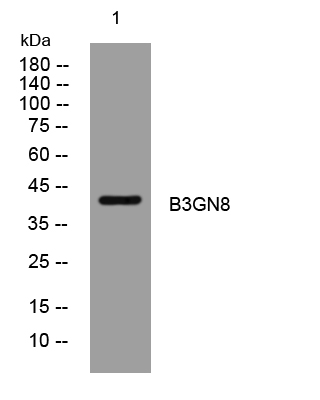 1 - B3GN8 Rabbit Polyclonal Antibody AP93319