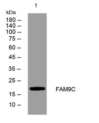 1 - FAM9C Rabbit Polyclonal Antibody AP93320