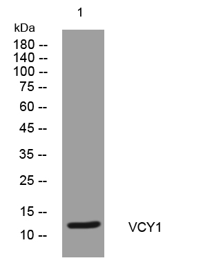1 - VCY1 Rabbit Polyclonal Antibody AP93321