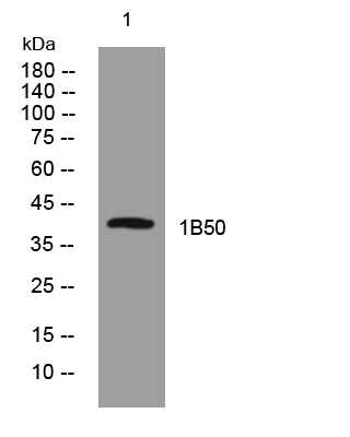 1 - 1B50 Rabbit Polyclonal Antibody AP93322
