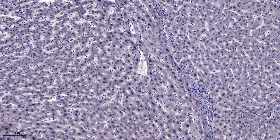 2 - MT1A Rabbit Polyclonal Antibody AP93328