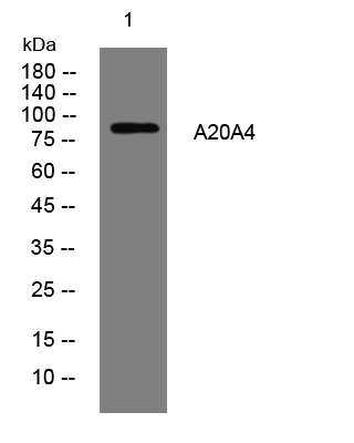 1 - A20A4 Rabbit Polyclonal Antibody AP93329
