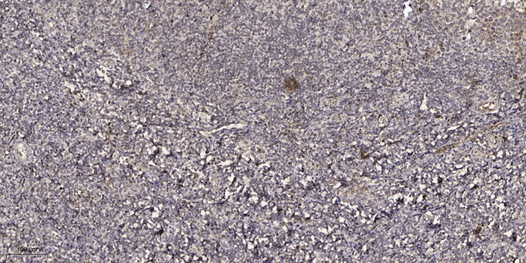 2 - YN010 Rabbit Polyclonal Antibody AP93331