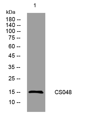 1 - CN056 Rabbit Polyclonal Antibody AP93332