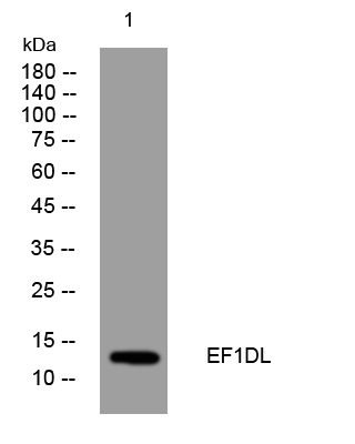 1 - EF1DL Rabbit Polyclonal Antibody AP93333