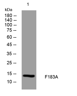 1 - F183A Rabbit Polyclonal Antibody AP93334