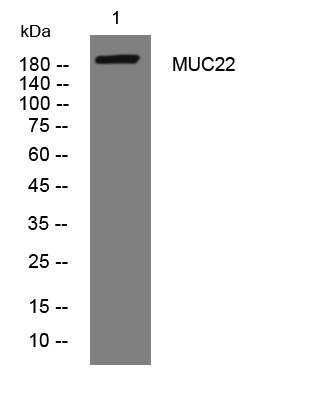 1 - MUC22 Rabbit Polyclonal Antibody AP93337